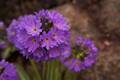 Primula denticulata IMG_9464 Pierwiosnek